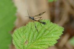 Ptychoptera contaminata