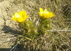 Adonis vernalis