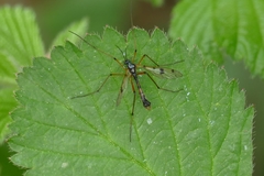 Ptychoptera contaminata