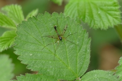 Ptychoptera contaminata