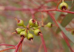 Eucalyptus socialis