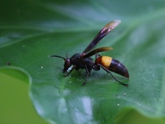 Polistes sagittarius