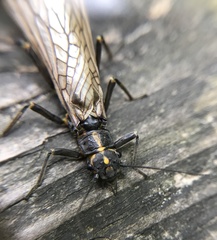 Perlodes microcephalus