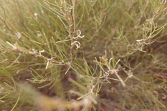 Acacia rigens