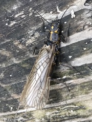 Perlodes microcephalus