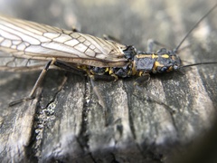 Perlodes microcephalus