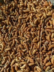 Pinus brutia pityusa