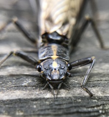 Perlodes microcephalus