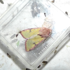Heliothis incarnata