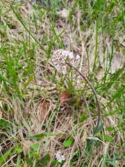 Noccaea caerulescens