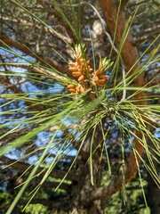 Pinus brutia pityusa