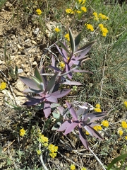 Euphorbia macroclada