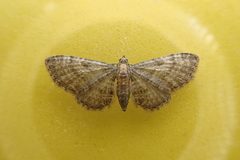 Eupithecia haworthiata