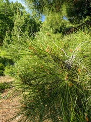 Pinus brutia pityusa