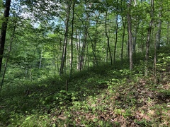 Trichophorum planifolium