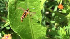 Pyropteron icteropus