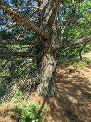 Pinus brutia pityusa