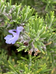 Salvia rosmarinus