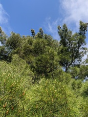 Pinus brutia pityusa