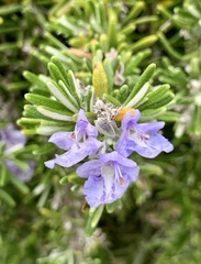 Salvia rosmarinus
