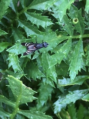 Tritoxa flexa