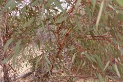 Eucalyptus socialis
