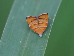 Choreutis achyrodes