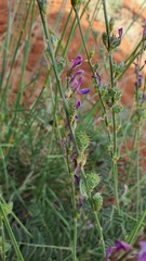 Onobrychis megataphros