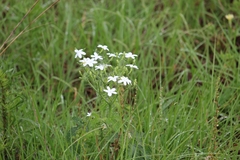 Cnidoscolus stimulosus