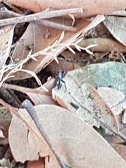Herpyllinae