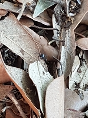 Herpyllinae