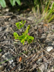Euphorbia taurinensis