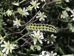 Zygaena lavandulae