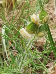 Genista hispanica
