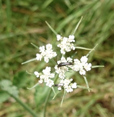 Tordylium