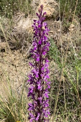 Dactylorhiza elata