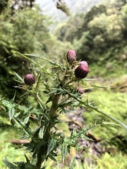 Cirsium suzukii