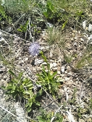 Globularia trichosantha