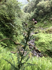 Cirsium suzukii