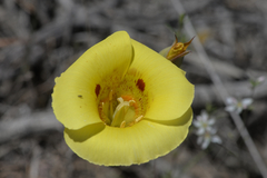 Calochortus superbus