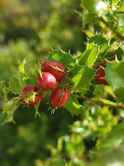 Plagiotrochus quercusilicis