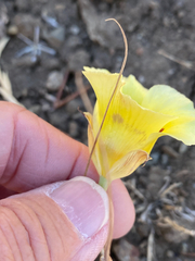 Calochortus superbus