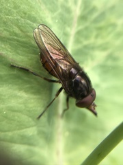 Rhingia campestris
