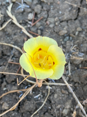 Calochortus superbus