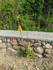 Verbascum spectabile