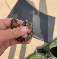 Coluber constrictor flaviventris