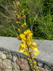 Verbascum spectabile