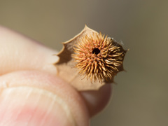 Cynips acraspiformis