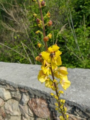 Verbascum spectabile