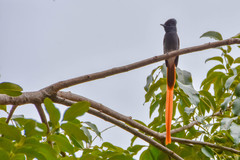 Terpsiphone viridis plumbeiceps